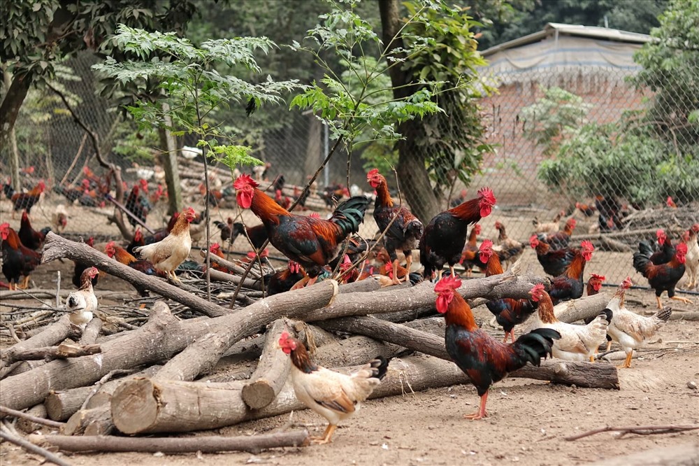 Kỹ thuật chăn nuôi gà thả rông - VietNhatJSC