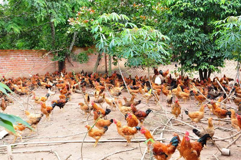 Kỹ thuật chăn nuôi gà thả vườn cho lợi nhuận tối đa | VIETMOSFARM